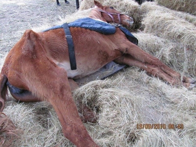 Urgent help needed for abused animals